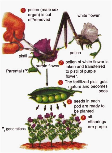 Mendelian Genetics Experiment of Pea - New Science Biology