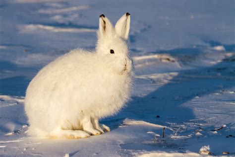 Tundra Biome Animals