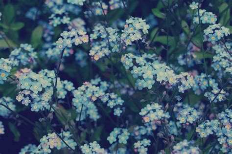 Blue Flower Aesthetic Desktop Wallpapers on WallpaperDog