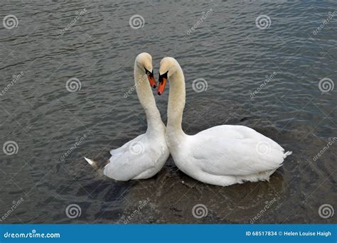 Swan s mating ritual stock photo. Image of beaks, swan - 68517834