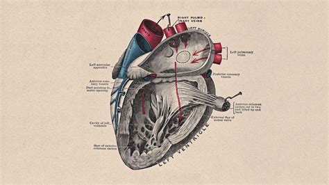 Heart Anatomy Wallpapers - Top Free Heart Anatomy Backgrounds - WallpaperAccess