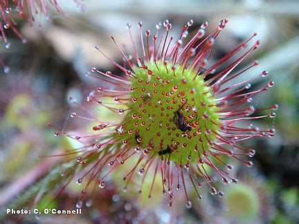 Carnivorous Plants - Killers in the Bog FactsheetIrish Peatland Conservation Council