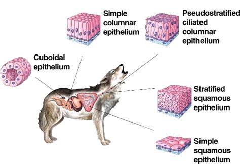 Structural Characteristics, Functions of Epithelial Tissue - QS Study