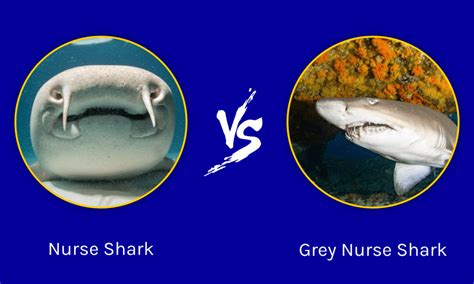 Nurse Shark vs Grey Nurse Shark: Key Differences Explained - A-Z Animals