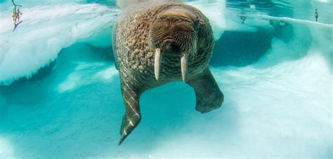 Walrus