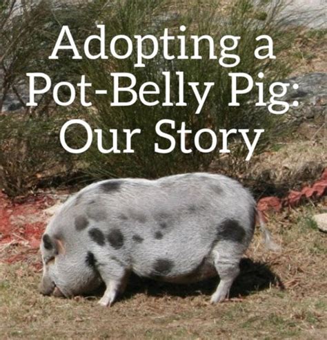 Adopting and Caring for a Domesticated Pot-Belly Pig - PetHelpful