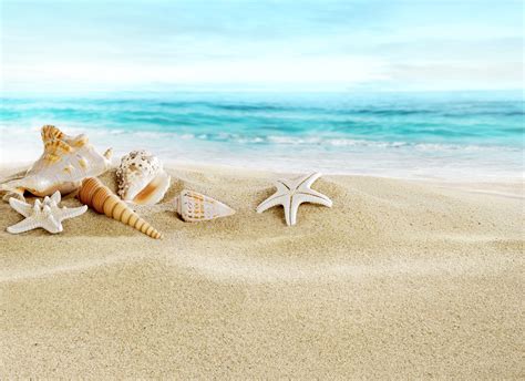 Shells on the Beach Wallpaper - WallpaperSafari