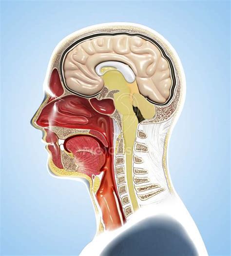 Digital illustration of human head anatomy in profile and cross section. — healthy, jaw - Stock ...