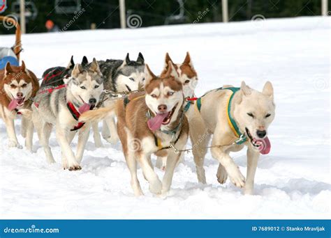 Husky Sled Dogs Stock Photography - Image: 7689012