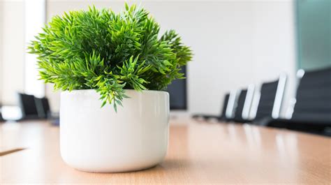 30 Office Desk Plants to Brighten your Small Business