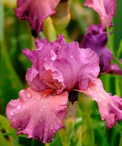 Best bearded iris varieties: 12 stunning types to try | Homes & Gardens