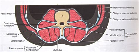 Notes on Anatomy and Physiology: The Thoracolumbar Fascia