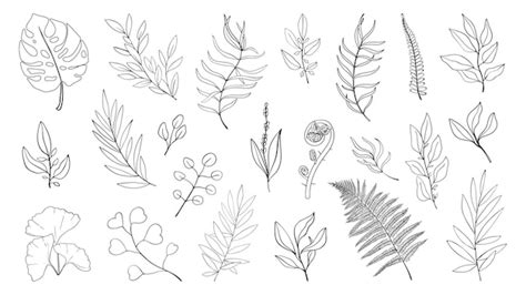 Premium Vector | Simple herbs and leaf of forest plants and tropical leaves Line drawing art ...