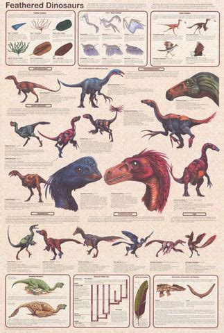 Feathered Dinosaurs Education Poster 24x36 – BananaRoad