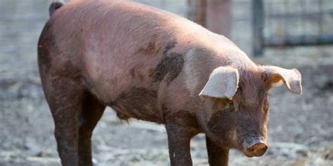 4 Red Pig Breeds You'll Love | Farming Base