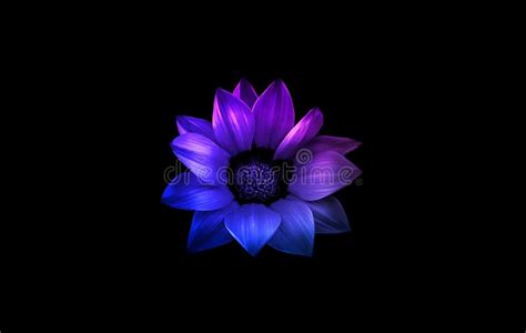 Blue and Purple Flower Isolated on Black Stock Image - Image of black, gazania: 167774111