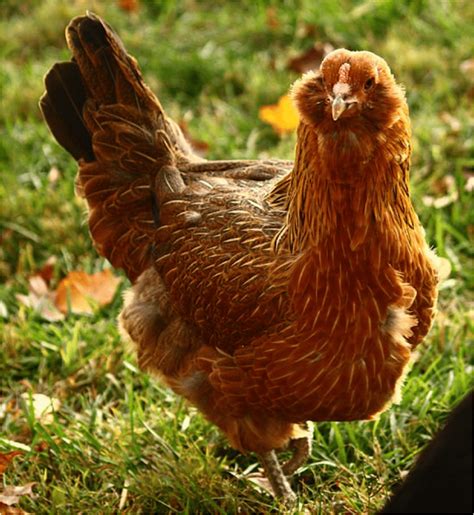 Best Chicken Breeds For Eggs - Backdoor Survival