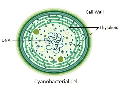 Photosynthetic Bacteria - Examples, Definition, Vs Chemosynthetic Bacteria - Biology Notes Online