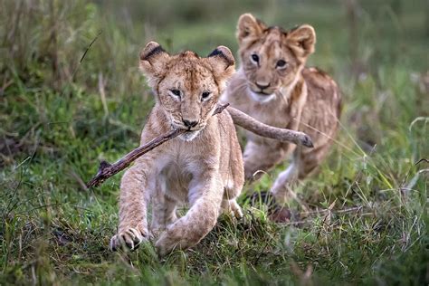 Lion Cubs Playing Photograph by Xavier Ortega - Pixels