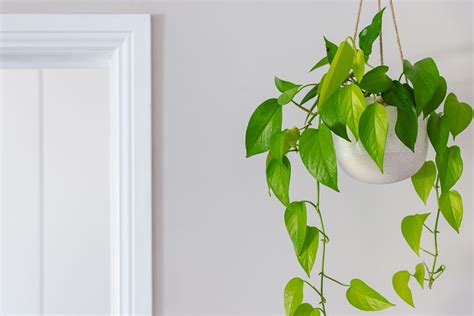 22 Indoor Vine Plants That Look Great in the Home