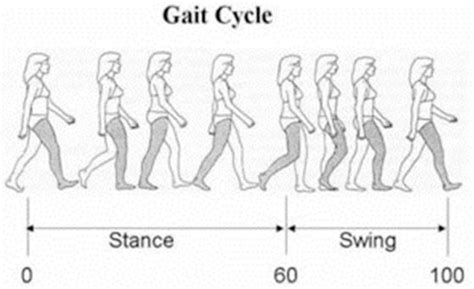 Biomechanics of Movement - Gait Analysis - Prof. Nicola Portinaro