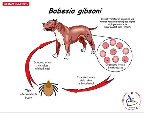 NCSU Veterinary Parasitology