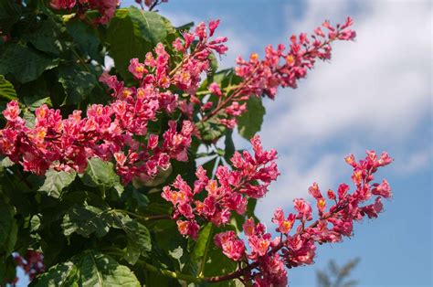 Red Buckeye Tree: Care and Growing Guide