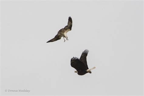 Osprey vs Eagle | Photos by Donna