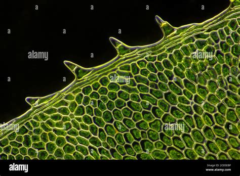 Microscopic leaf hi-res stock photography and images - Alamy