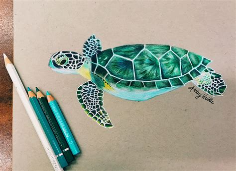 turtle drawing easy with colour - Mervin Wilks