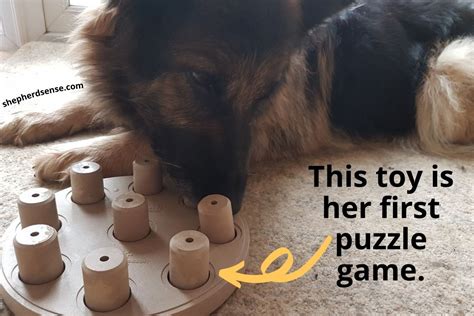 9 Best German Shepherd Puzzle Toys: Interactive Brain Teasers - Shepherd Sense