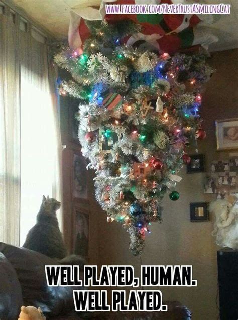 Funny Cat Christmas Tree Pics - Cat Mania