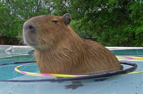 Cute Capybara Wallpapers - 4k, HD Cute Capybara Backgrounds on WallpaperBat