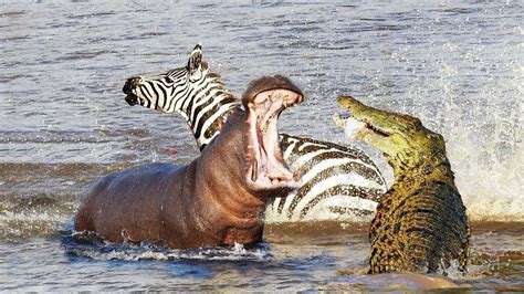 Hippo vs Crocodile - What Animal can Beat a Hippo? - Hippo Haven