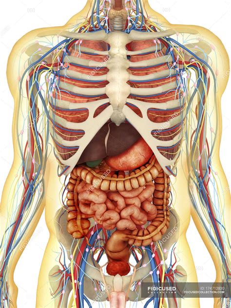 Transparent human body with internal organs, nervous, lymphatic and circulatory systems ...