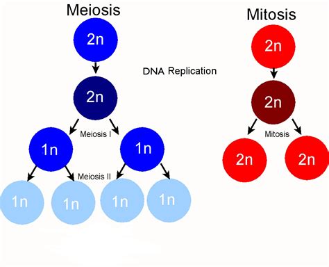 Some Differences Between Mitosis and Meiosis | Way2usefulinfo