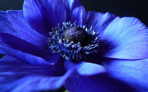 4K Blue Flowers Wallpapers High Quality | Download Free