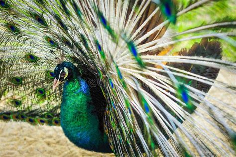 Peacock Spread Out Wings Wide Feathers. Stock Photo - Image of abstract, animal: 89878040