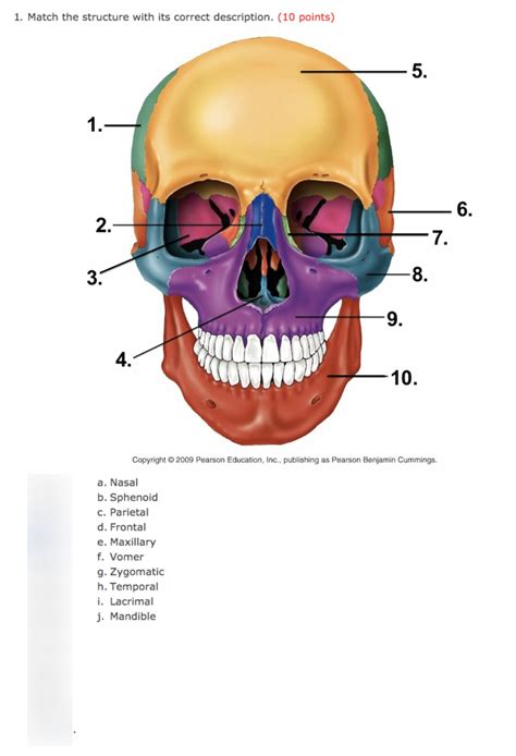 Skull Quiz Diagram | Quizlet