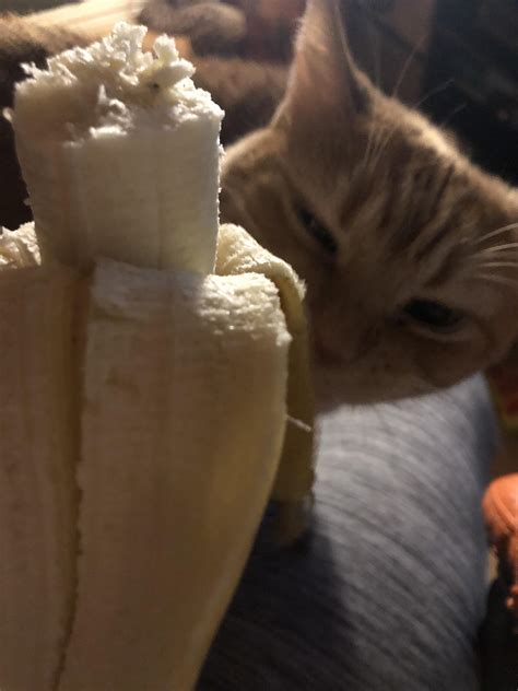 My sisters cat eating a banana : r/aww