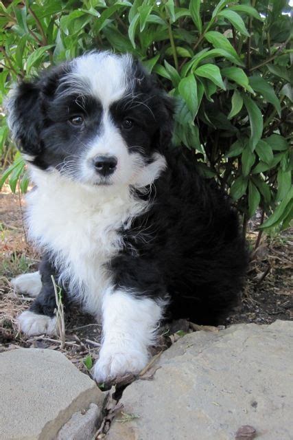 23+ Border Collie Poodle Mix Puppy - l2sanpiero