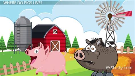 Pig Habitat Lesson for Kids - Lesson | Study.com