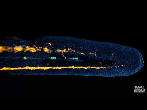 Watch: The Dynamics of Zebrafish Embryo Development | American Laboratory