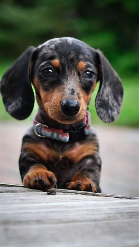 De 25+ bedste idéer inden for Dapple dachshund på Pinterest