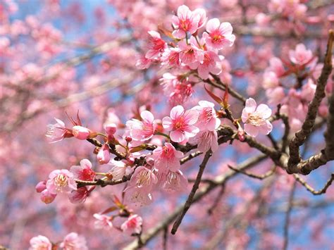 How to grow a flowering cherry tree | lovethegarden | Cherry blossom tree, Blossom trees, Cherry ...