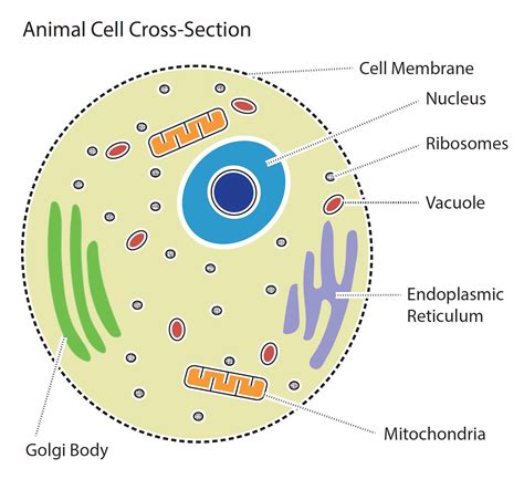 Animal Cell Diagram Simple