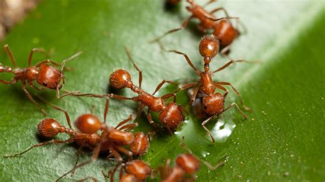 Red Ants And Flying Ants: Identification And Control Strategies | April 2024