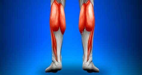 Calf Strain | Torn Calf Muscle - Treatment & Rehabilitation & Exercises