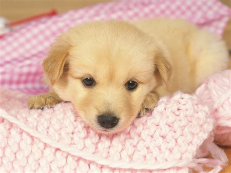 Cute Puppy Wallpapers Free Download