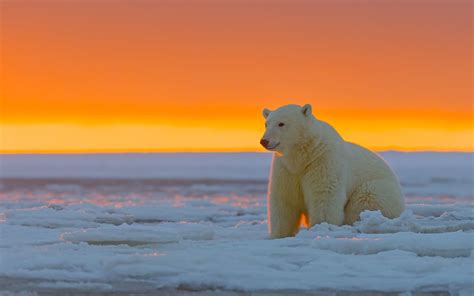 polar bear, alaska, snow Wallpaper, HD Animals 4K Wallpapers, Images and Background - Wallpapers Den